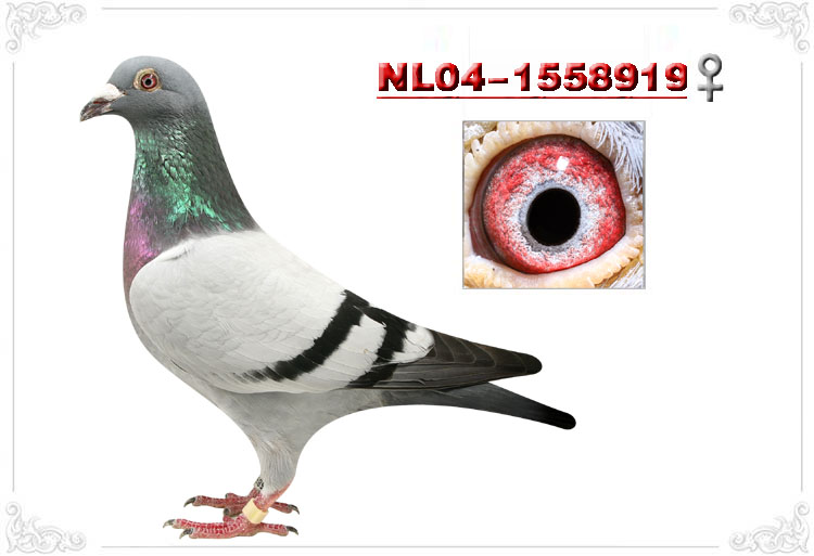 4b6770cb-ffc8-4179-9a86-c4d02a77a287NL04-1558919.jpg