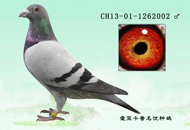 爱亚卡普信鸽-种鸽相册详细信息